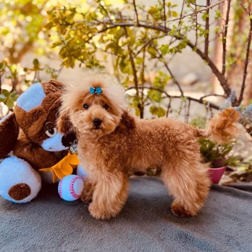 El cuidado de tu Caniche